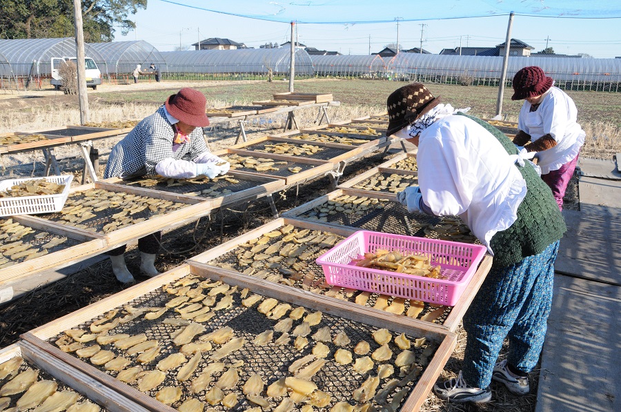 干しいも製造工程（天日干し）