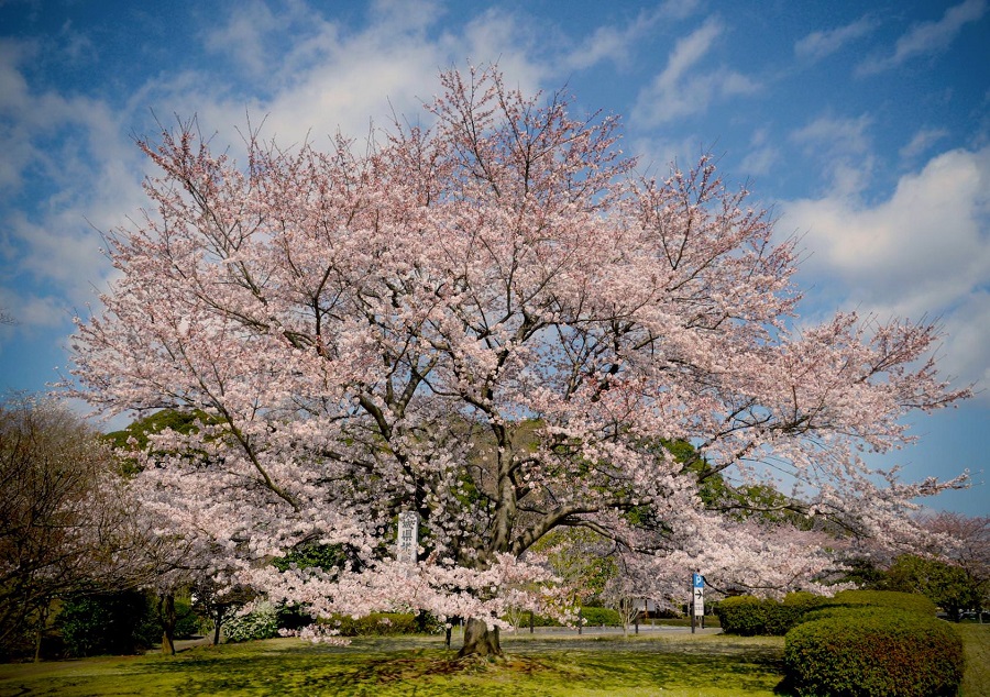 護国神社・桜山第3駐車場近くの美事な桜