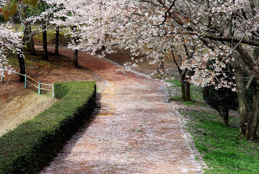 桜 散り始めました