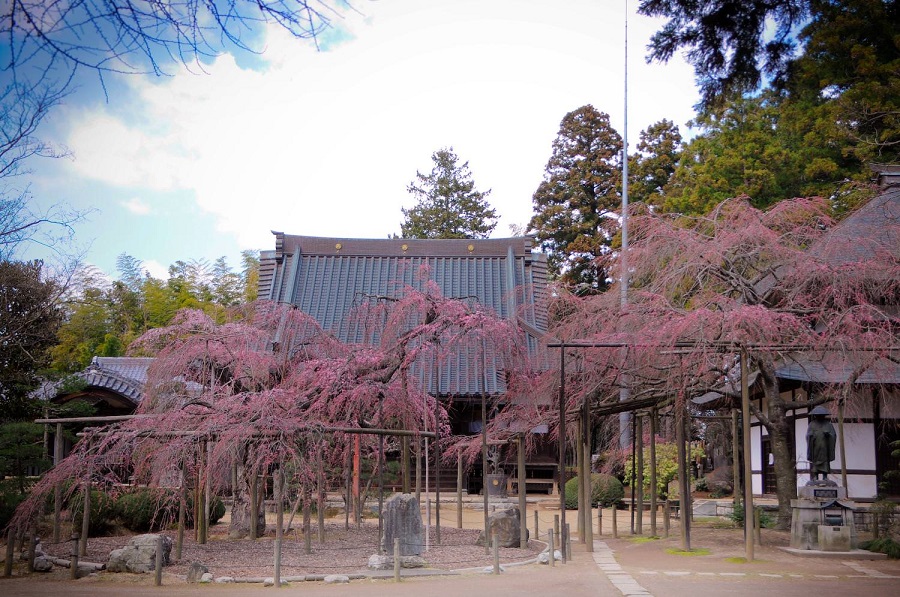 六地蔵寺・枝垂桜