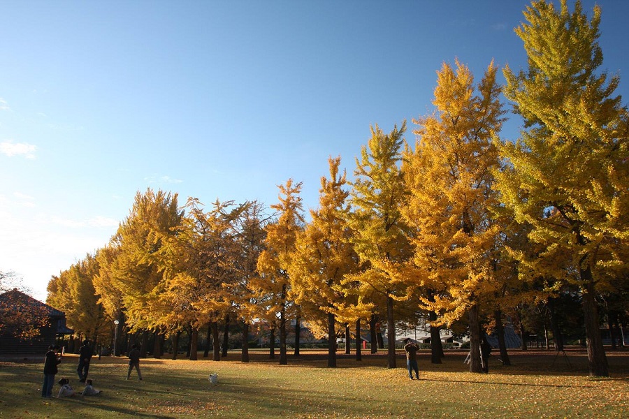 茨城県立歴史館　紅葉02