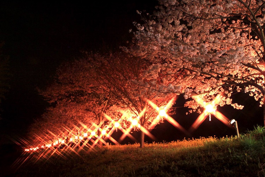 夜桜（辰ノ口親水公園）