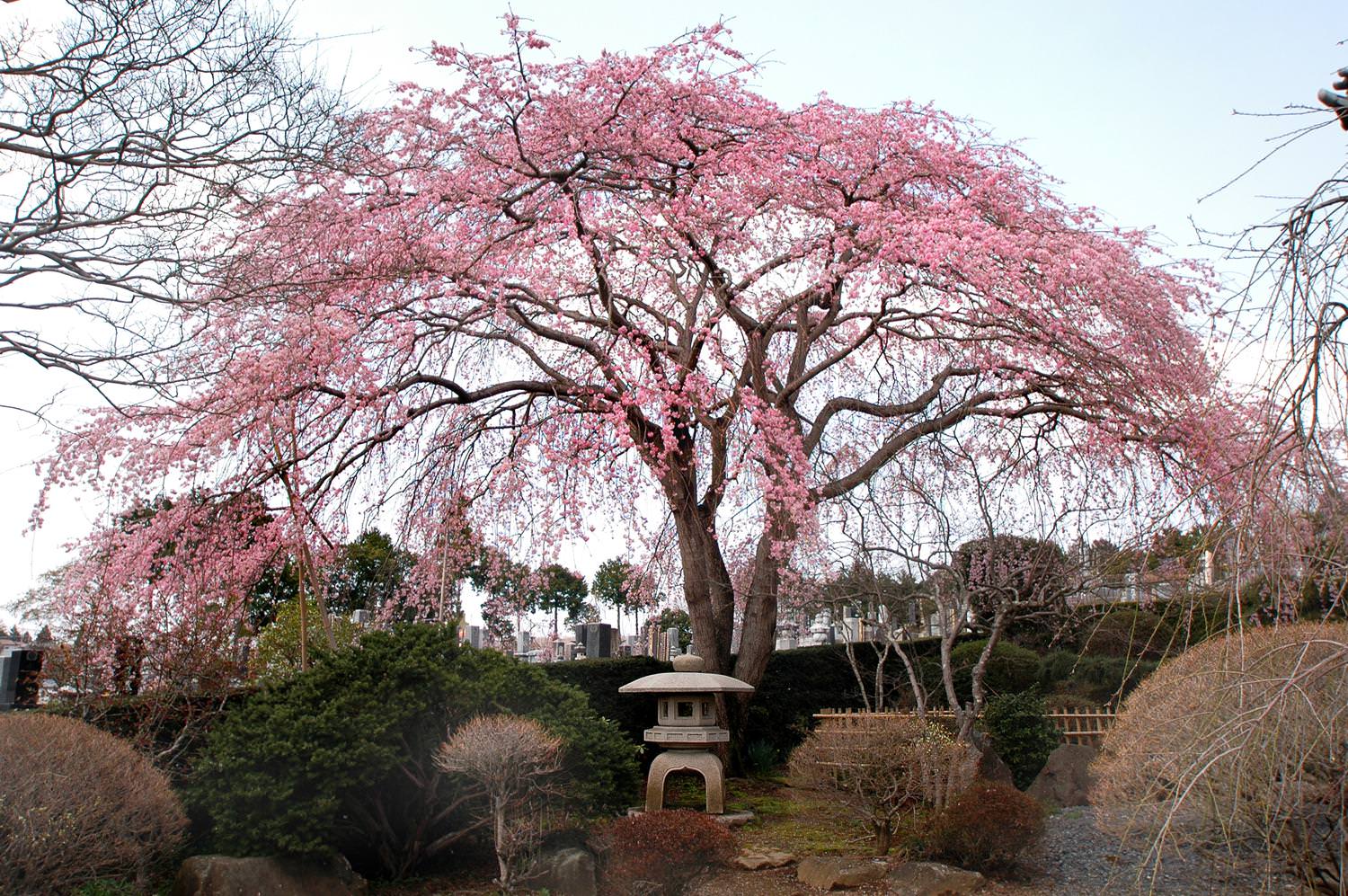 宍戸のしだれ桜 光明寺 桜