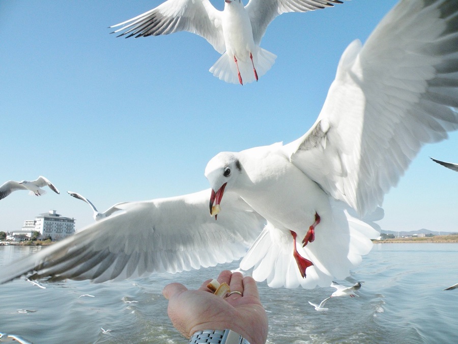 霞ヶ浦のユリカモメ