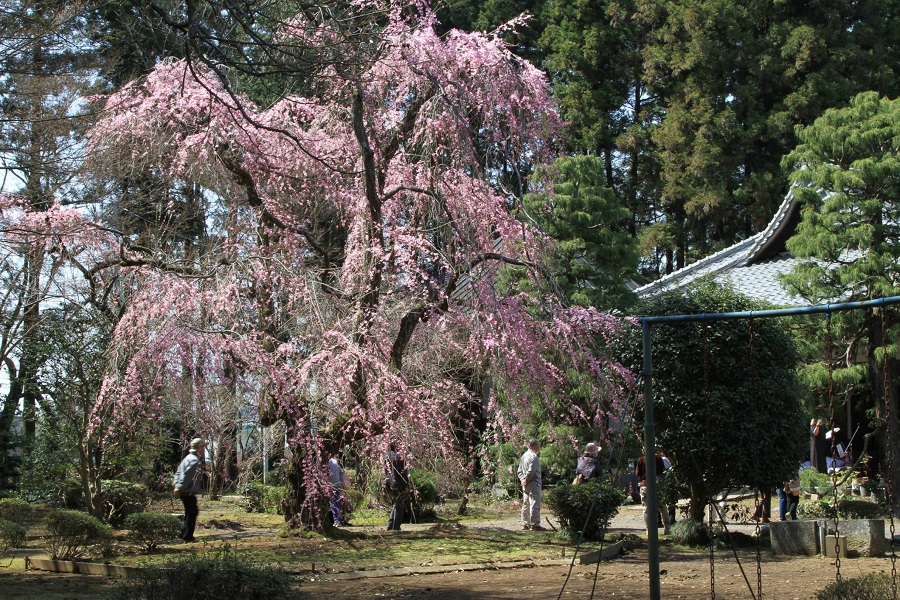 観音院の枝垂れ桜