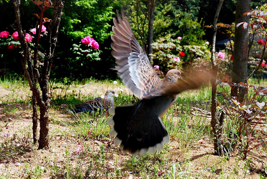 雨引観音の？鳩