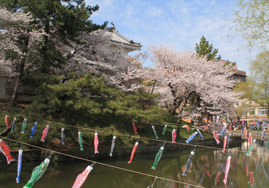 亀城公園の桜02