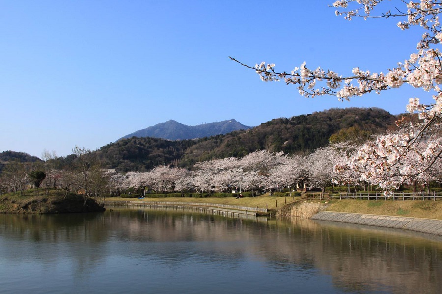 北条大池の桜