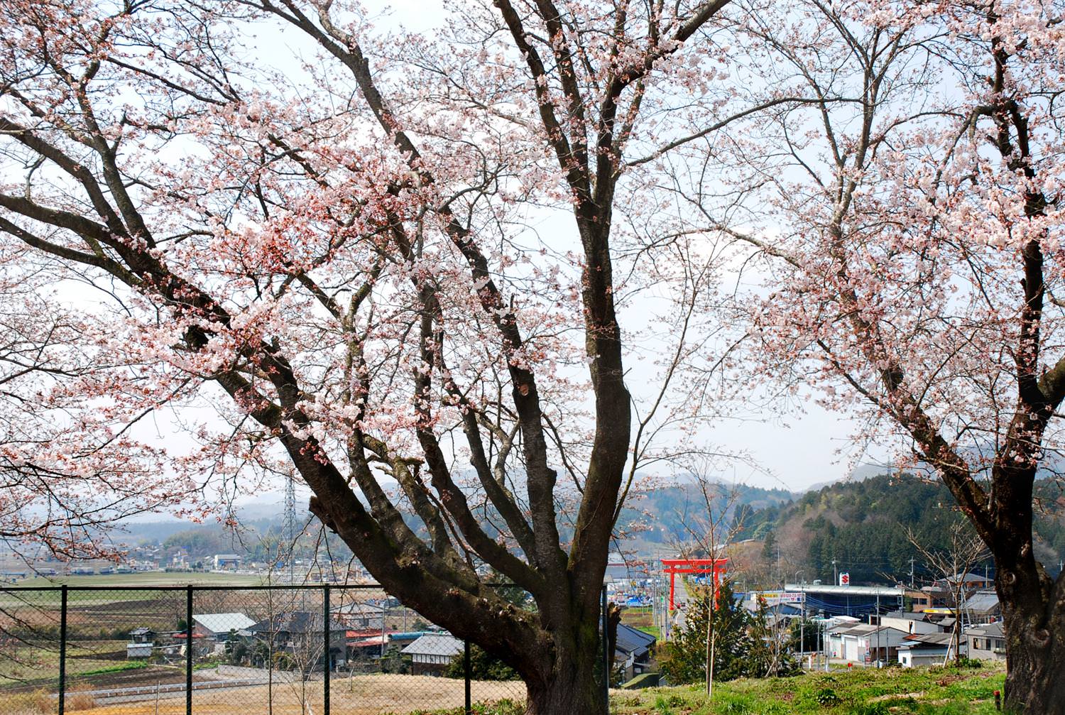 笠間市役所　笠間支所跡地の桜