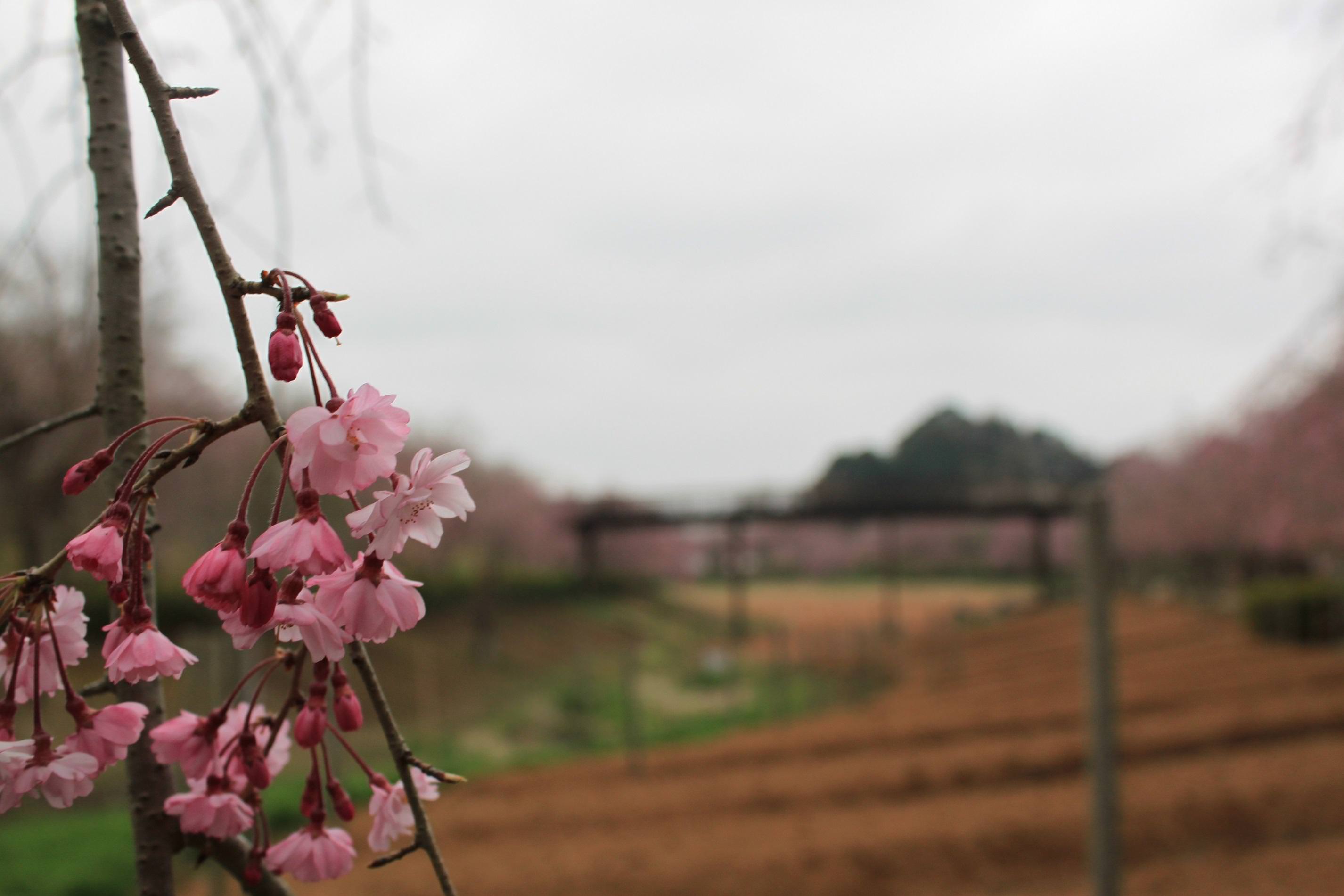 風土記の丘垂れ桜