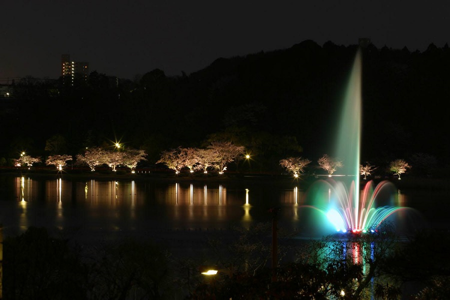 千波湖～夜景桜