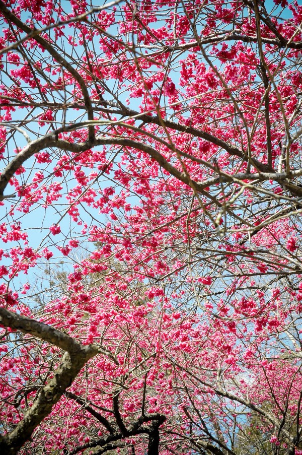 偕楽園好文亭「寒緋桜」02