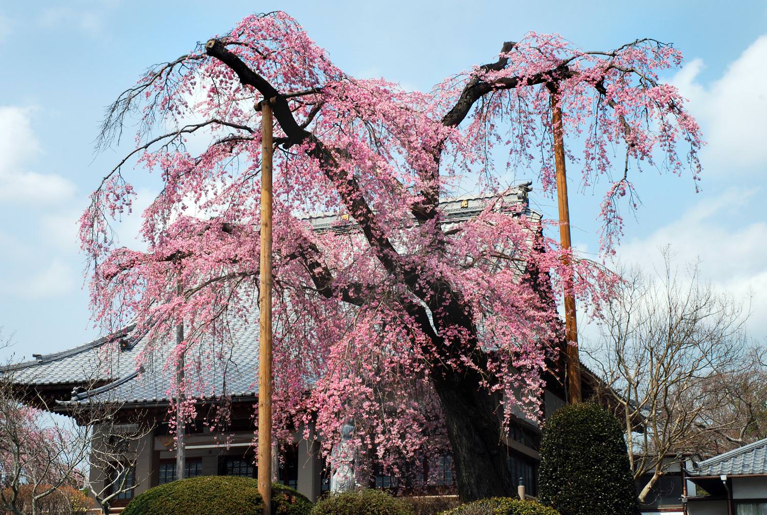 宍戸のしだれ桜 光明寺 本堂前の桜