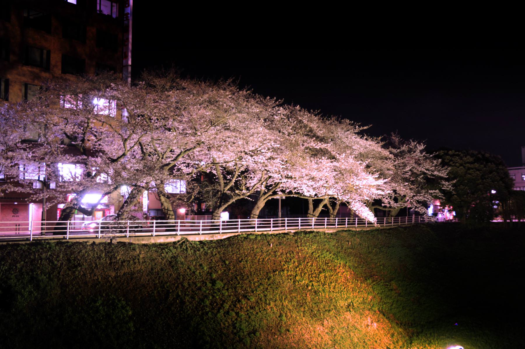 茨城県三の丸庁舎・お堀の桜のライトアップ02