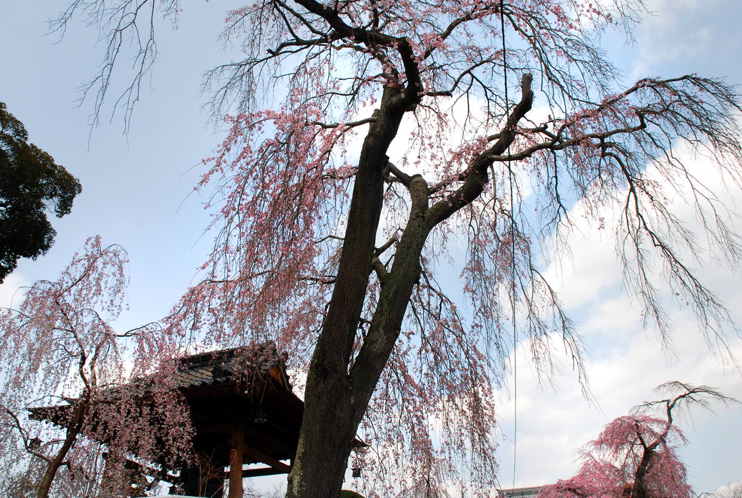 笠間 宍戸の桜 唯信寺