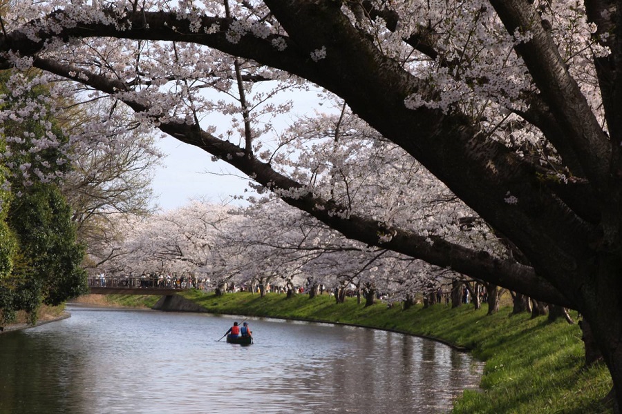 福岡堰の桜並木