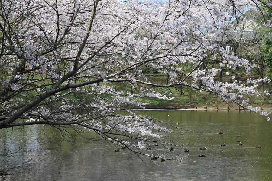 あすなろの里の桜