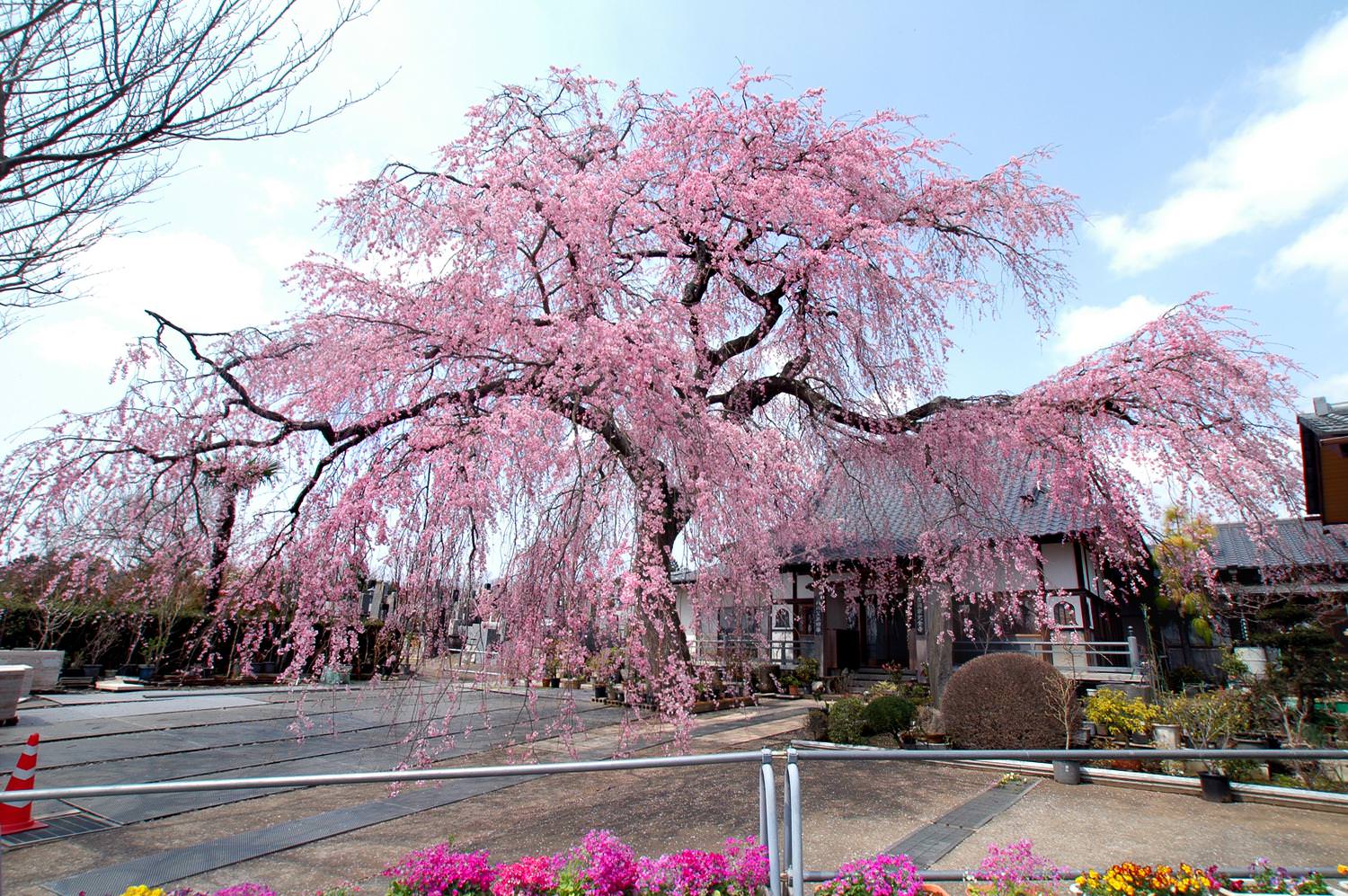 宍戸のしだれ桜 完全寺