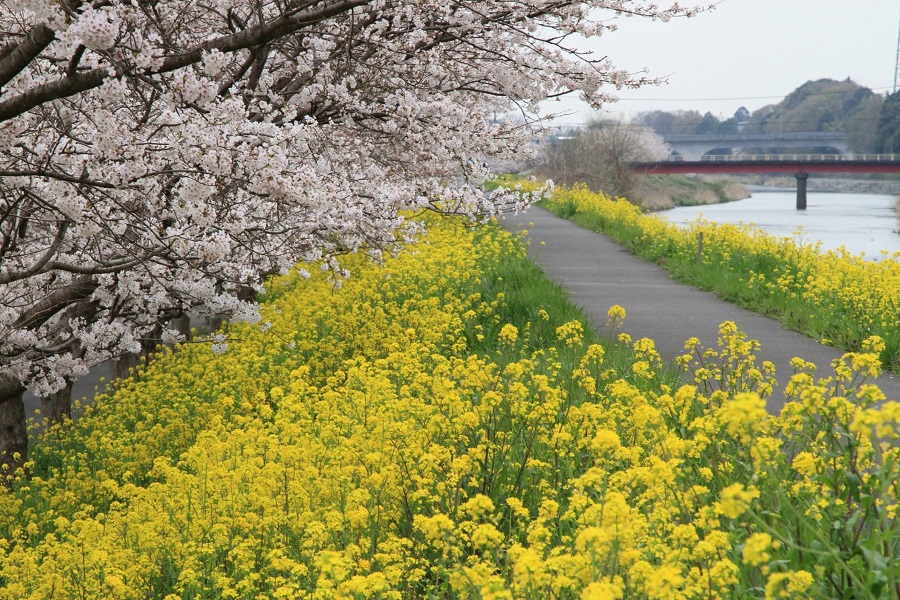 勤行川サイクリングコースの桜