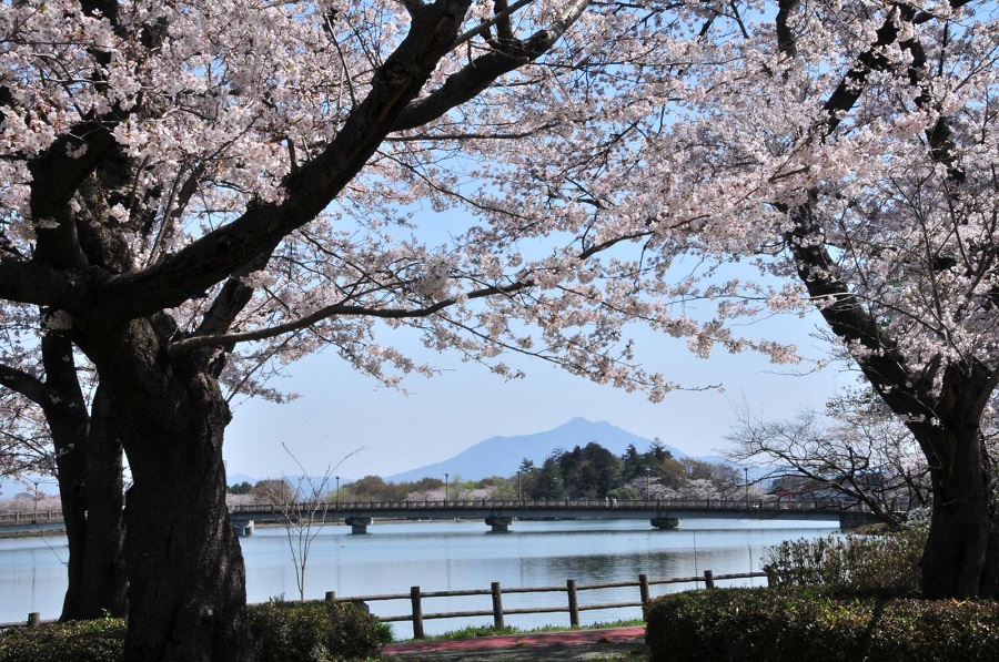 砂沼の桜