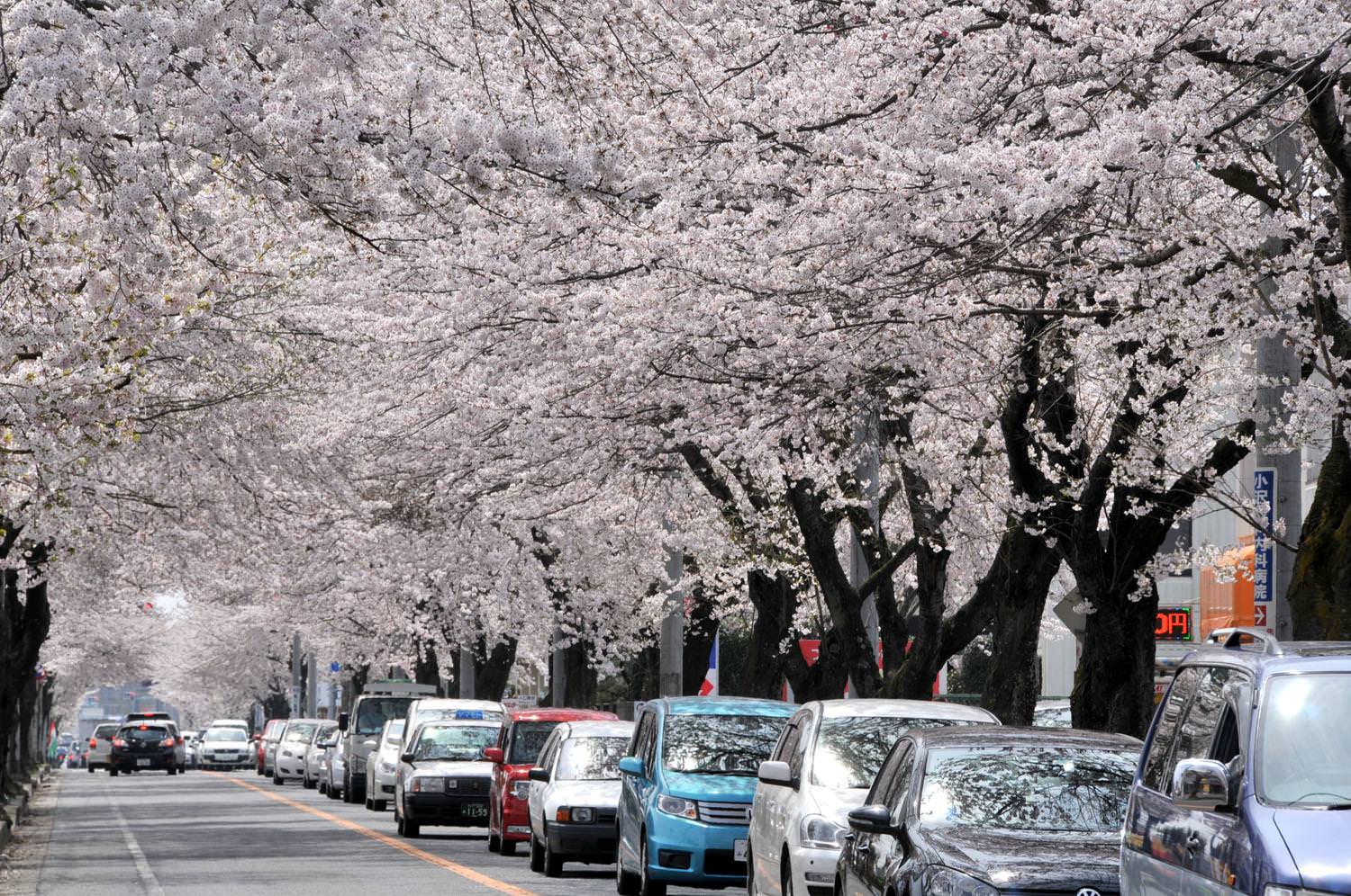 水戸市吉沢町～桜街道