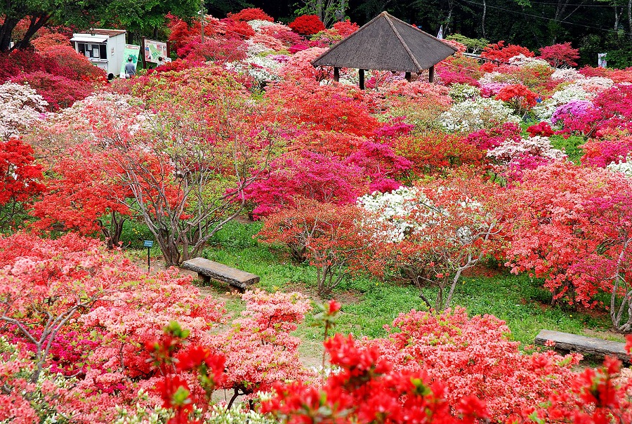 笠間つつじ公園