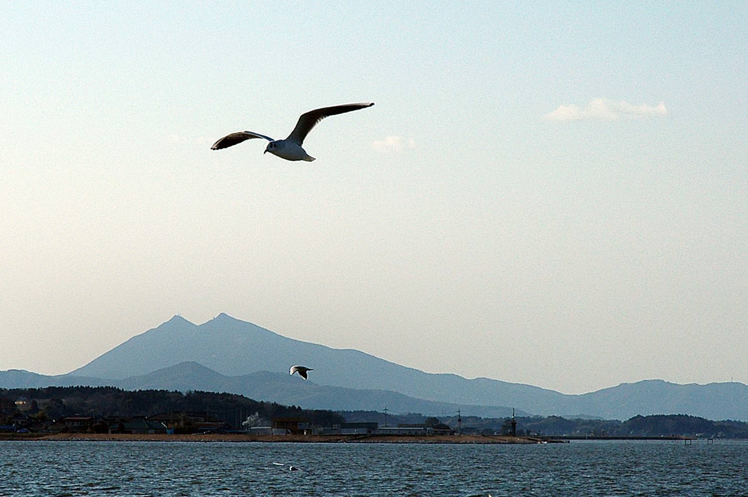 霞ヶ浦のカモメ1