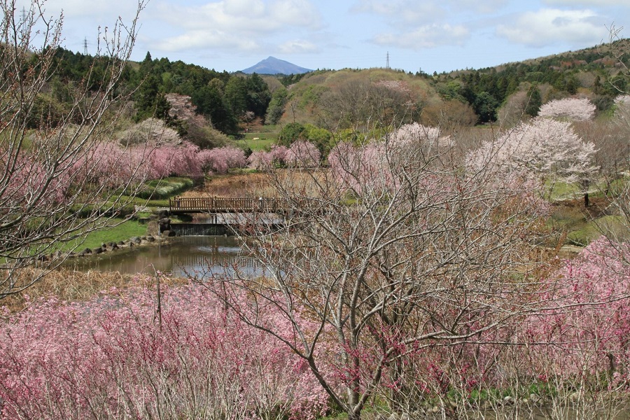 常陸風土記の丘の桜