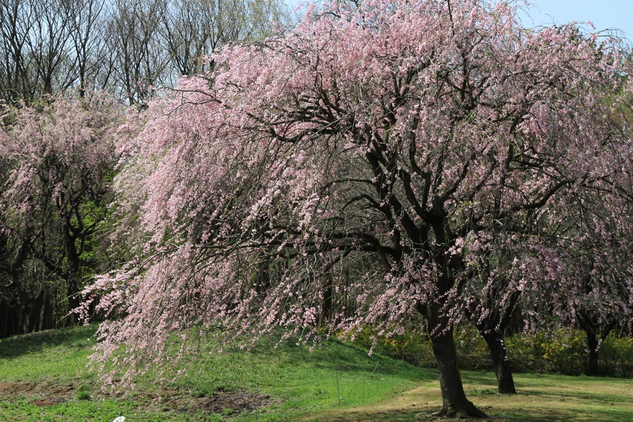 日本花の会・結城農場（桜）01