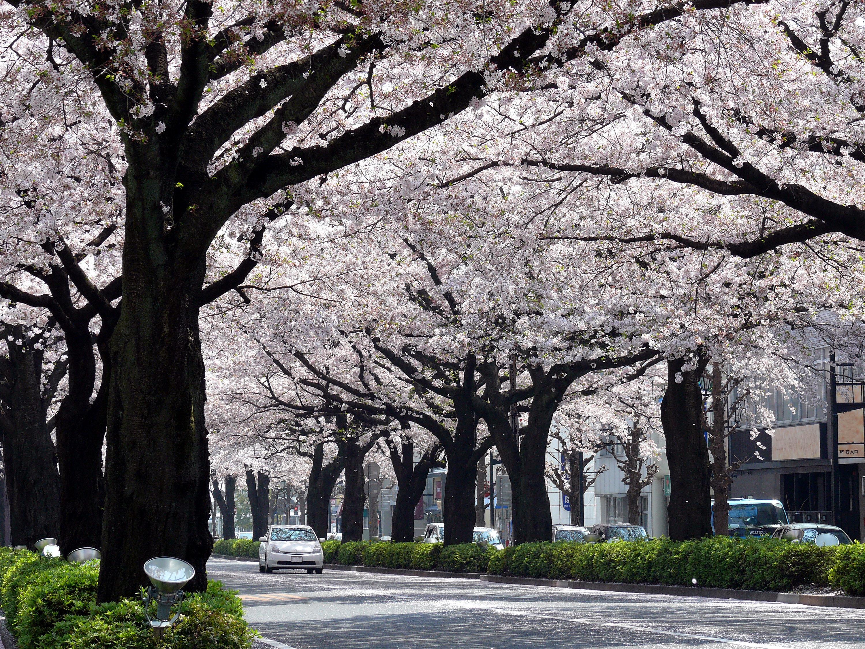 平和通りの桜