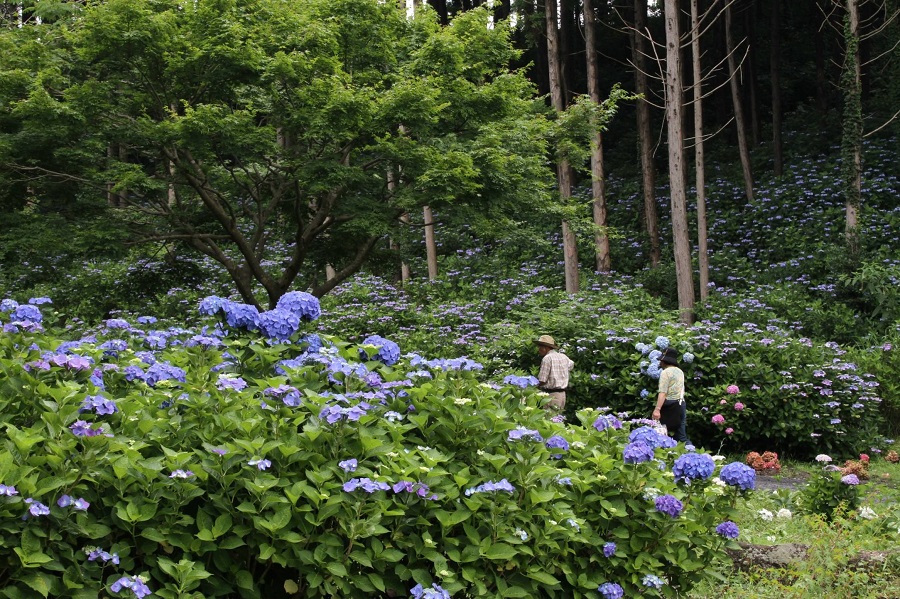 涸沼自然公園・アジサイ01