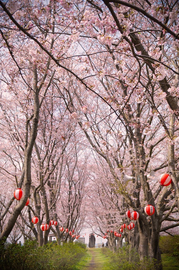 鹿島城山公園・桜