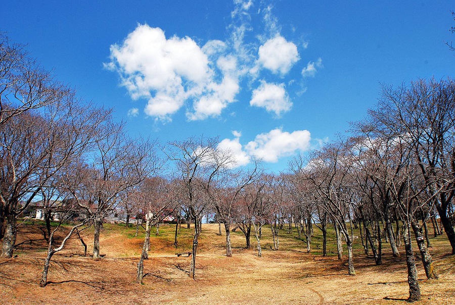 「桜はまだかいな」磯部桜川公園