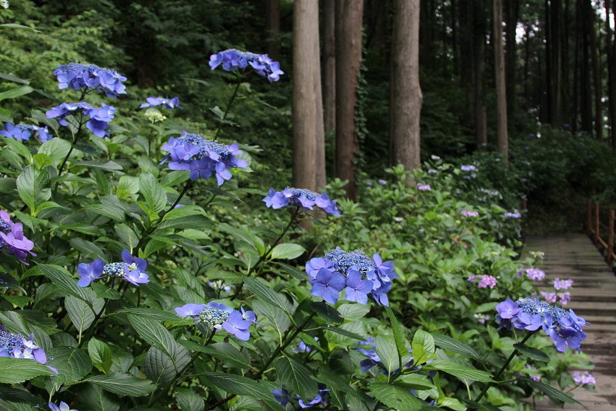 涸沼自然公園・アジサイ05