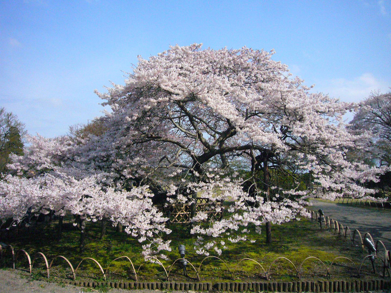 二季咲桜