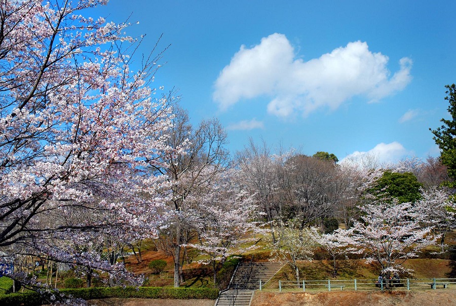 磯部桜川公園の桜 3分咲き 2