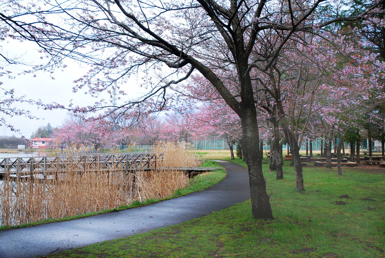 桜川市 上野沼の桜