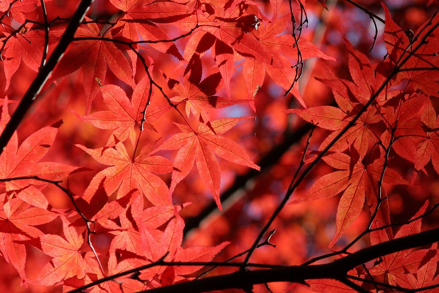 紅葉(偕楽園)