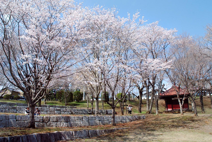 磯部桜川公園の桜 3分咲き 3