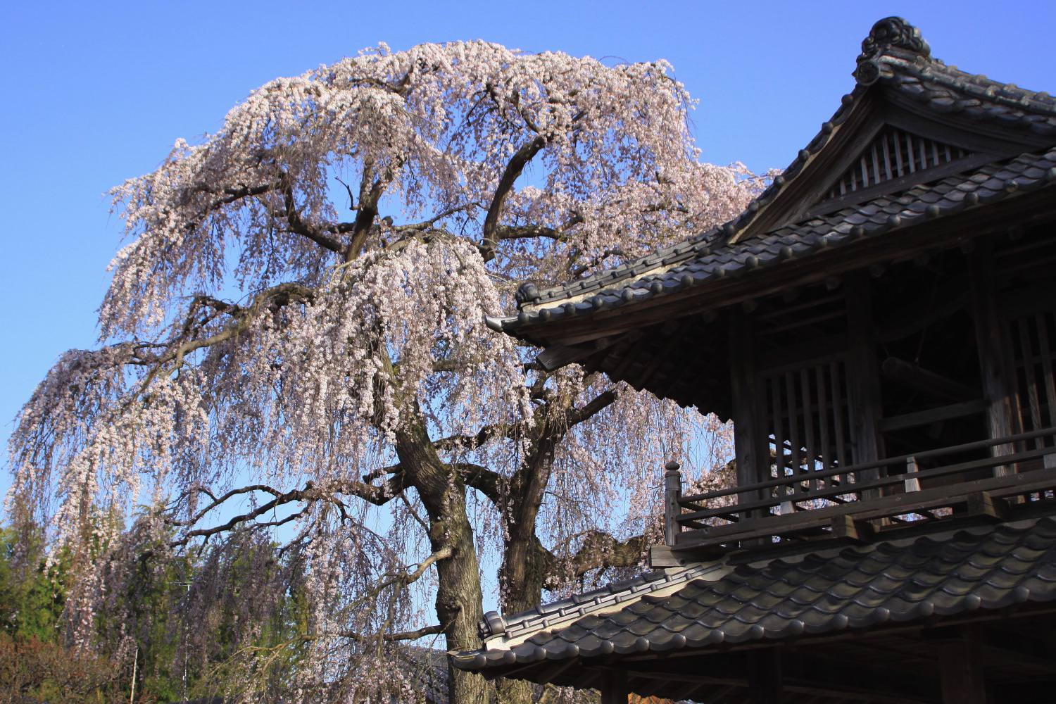 阿弥陀寺