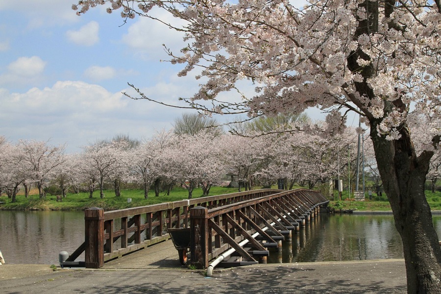 吉野公園の桜