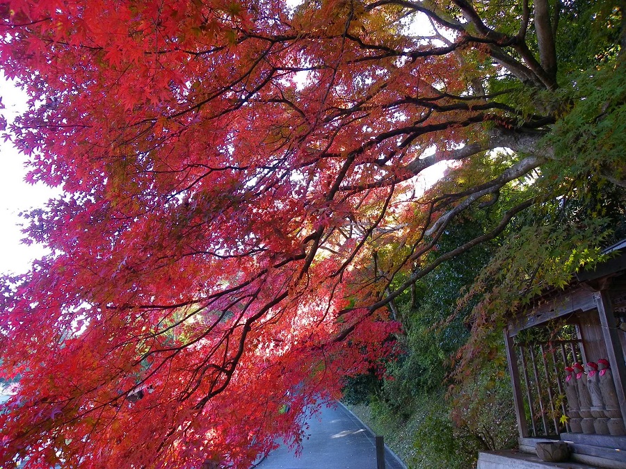 大子町・紅葉の永源寺(もみじ寺)