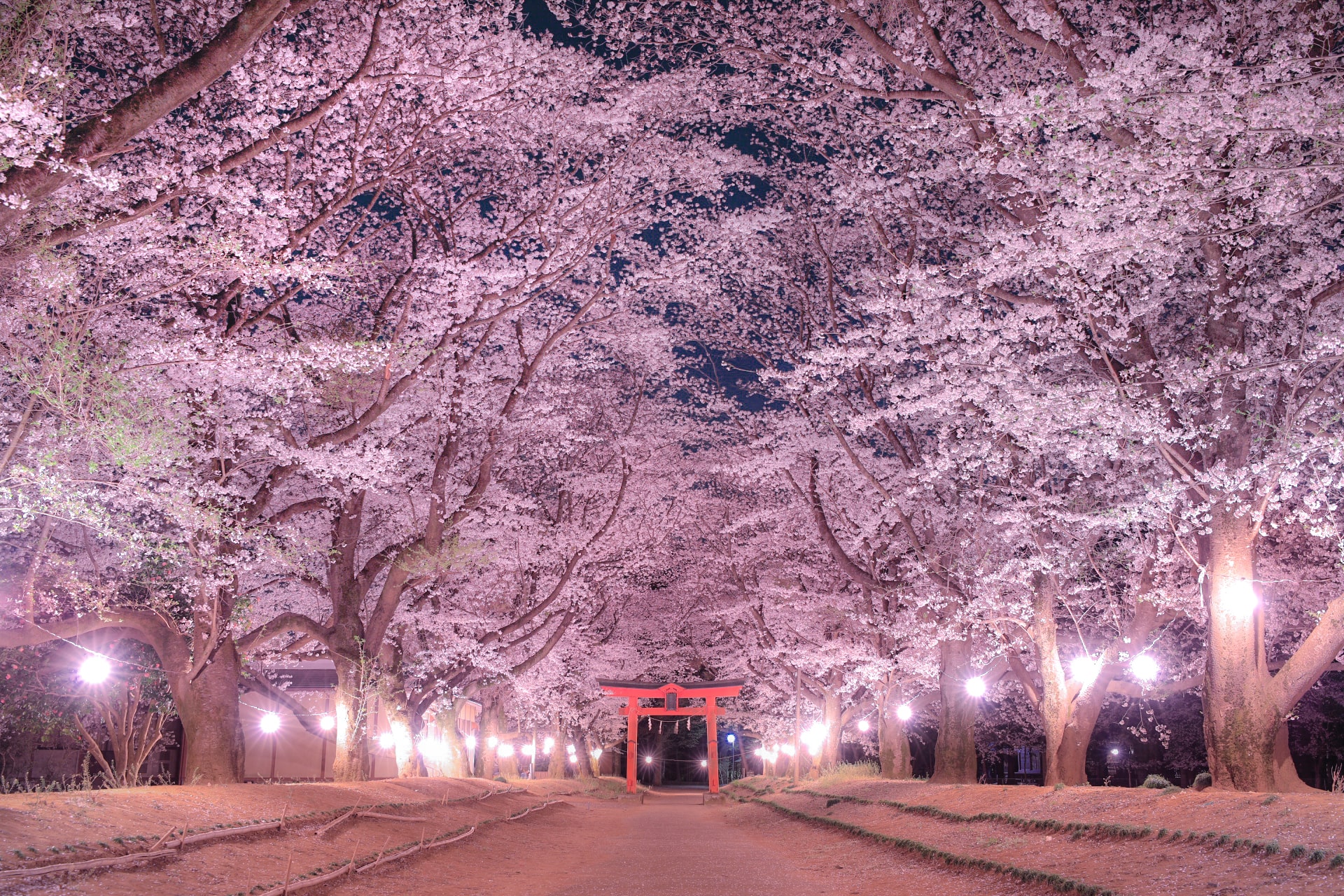 桜の参道【©Zekkei×IBARAKI2019 グランプリ】