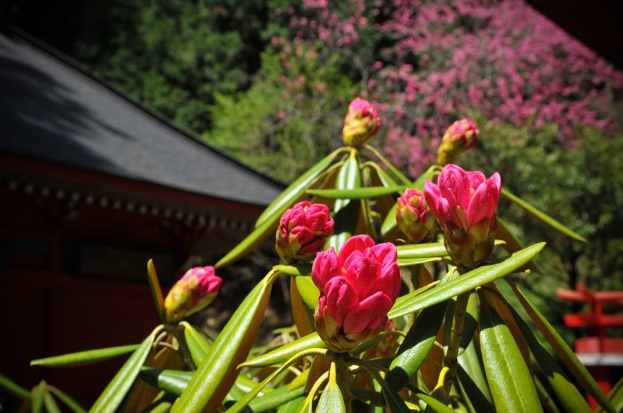 花園神社・花園山シャクナゲ群落02