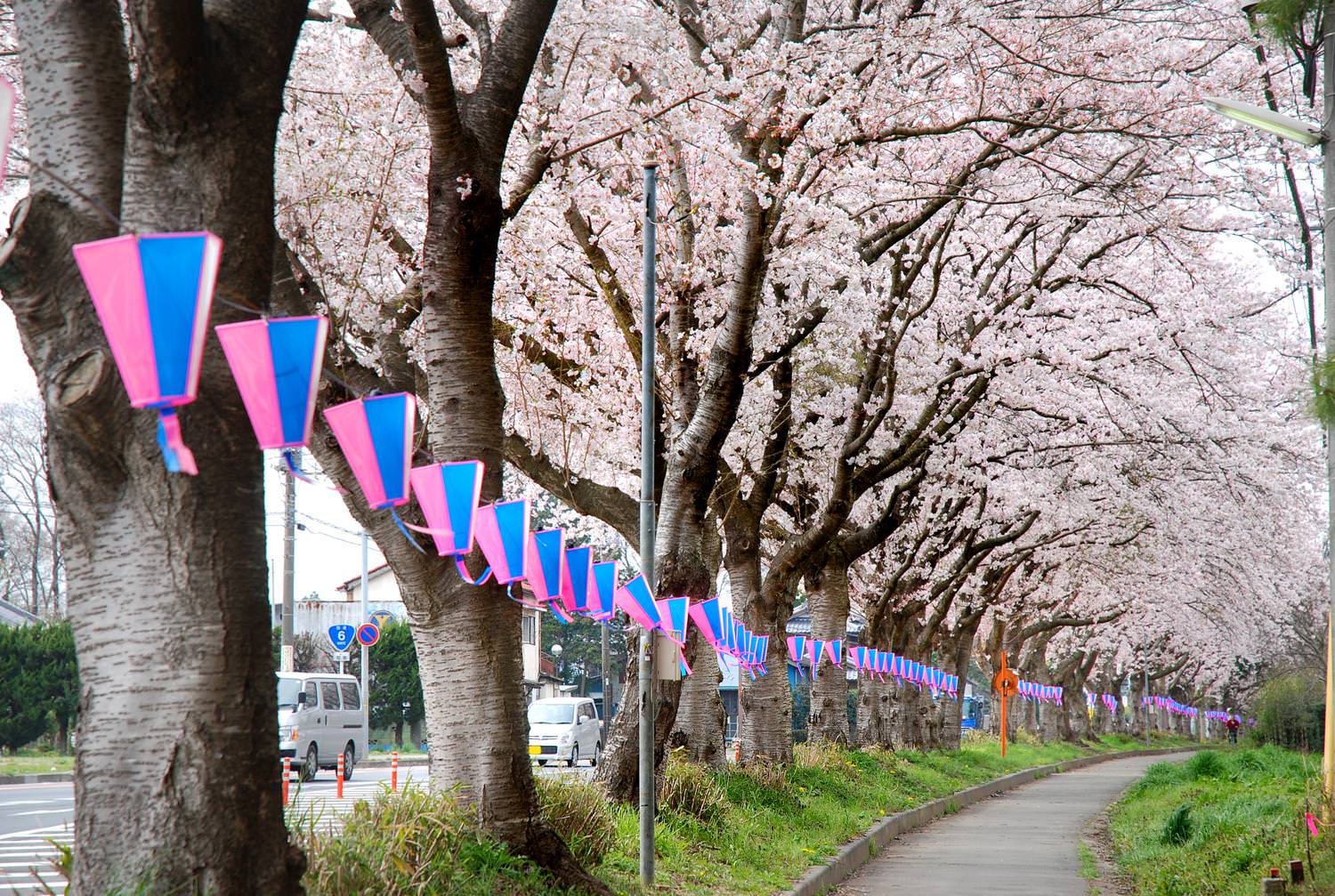 国道6号 大曲の桜並木2