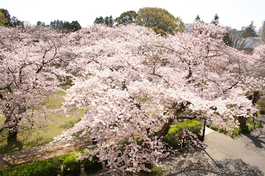 ある春の日の桜(旧県庁、弘道館)