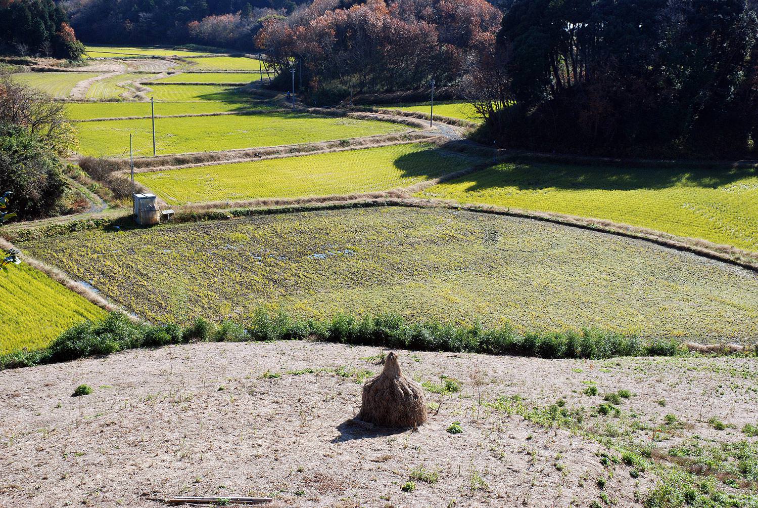 西蓮寺裏の田園 山百合の里