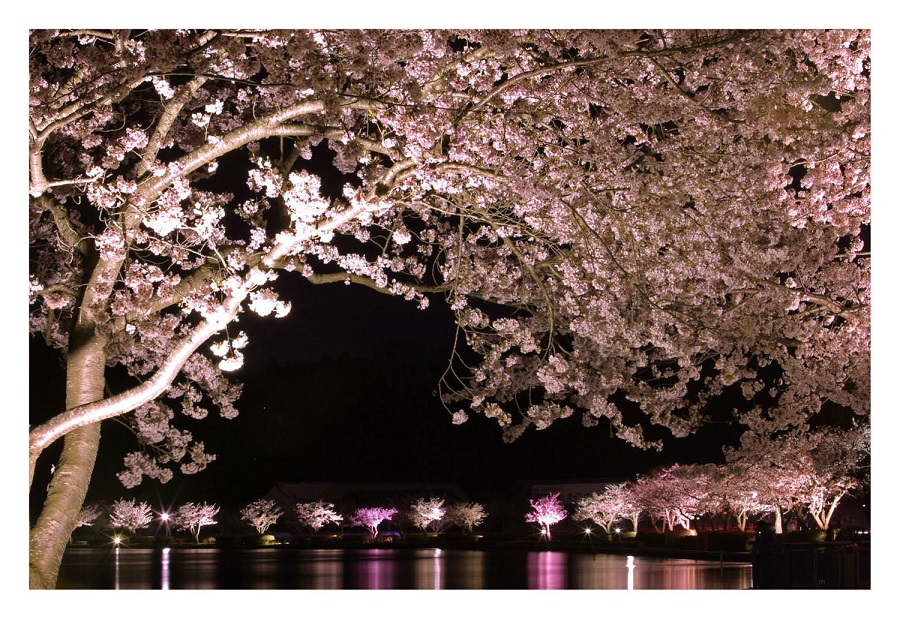 千波湖～夜桜