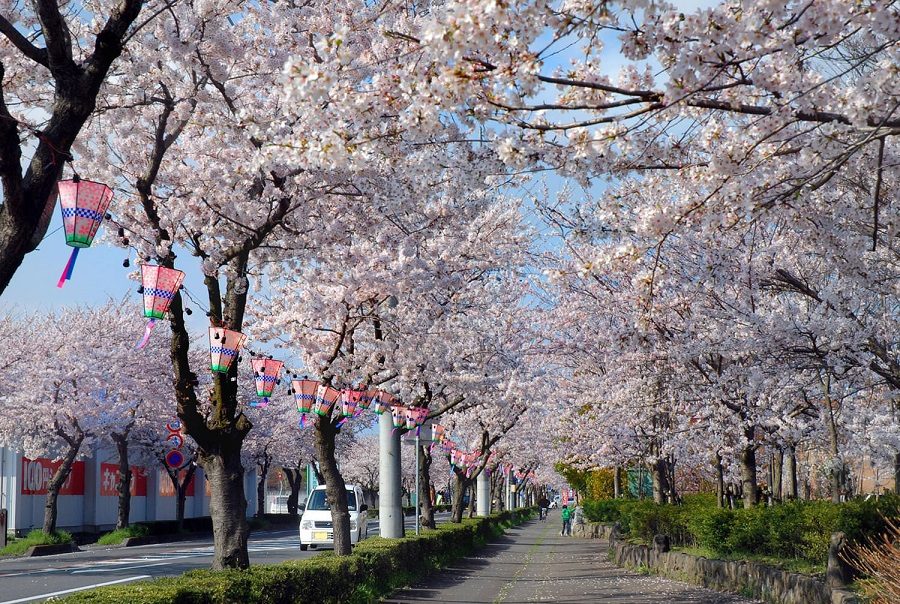 下館駅南の桜並木