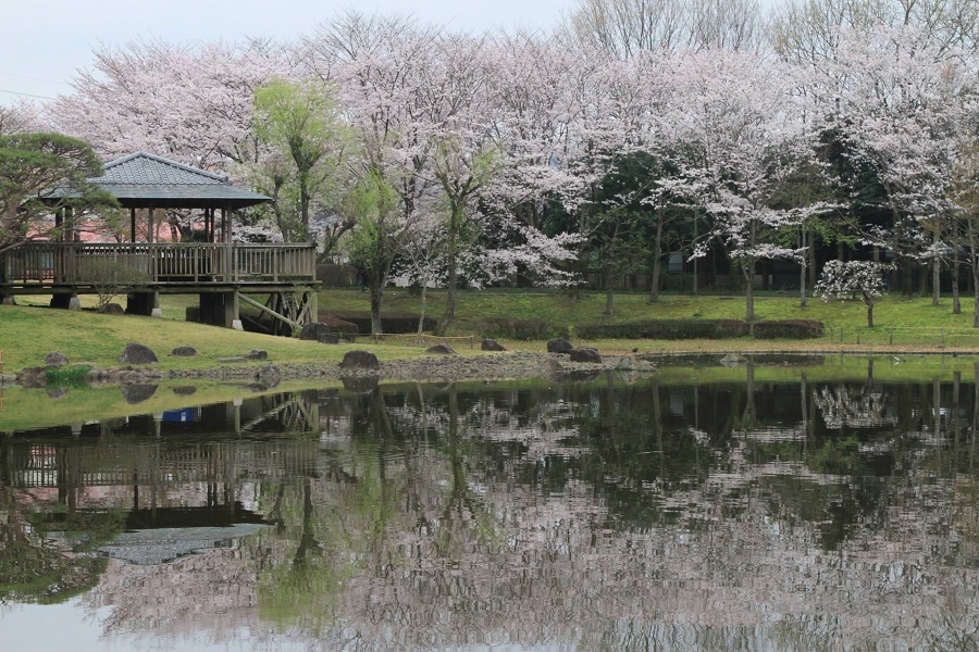 八坂総合公園の桜